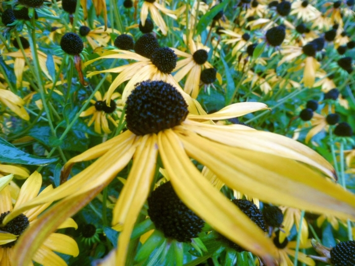 Rudbeckia fulgida goldsturm