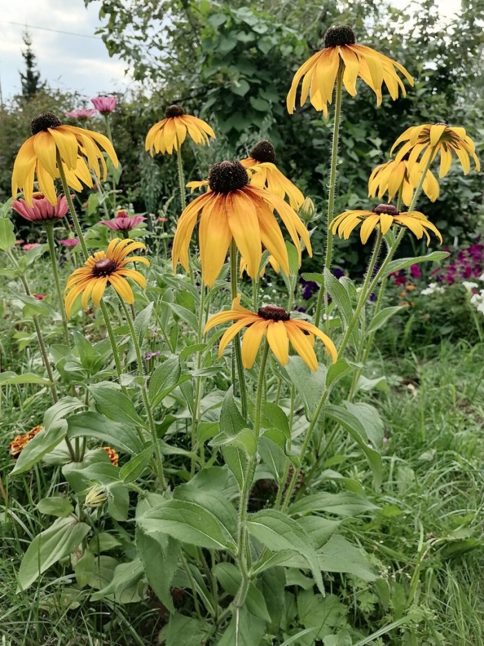 Рудбекия янтарь многолетняя