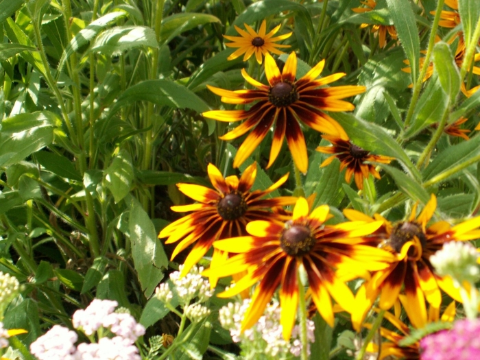 Рудбекия многолетняя волосистая