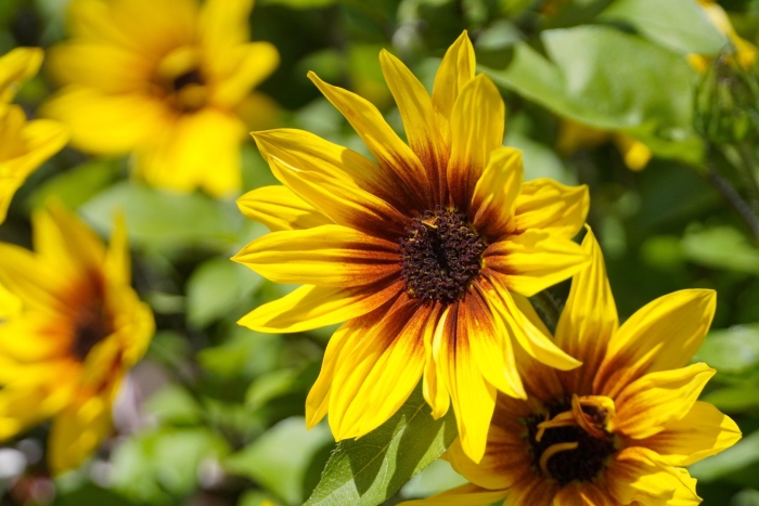 Рудбекия гелиантус