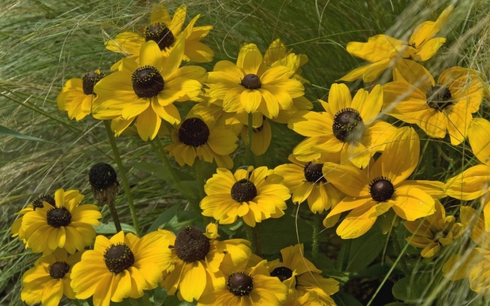 Лепесток рудбекии