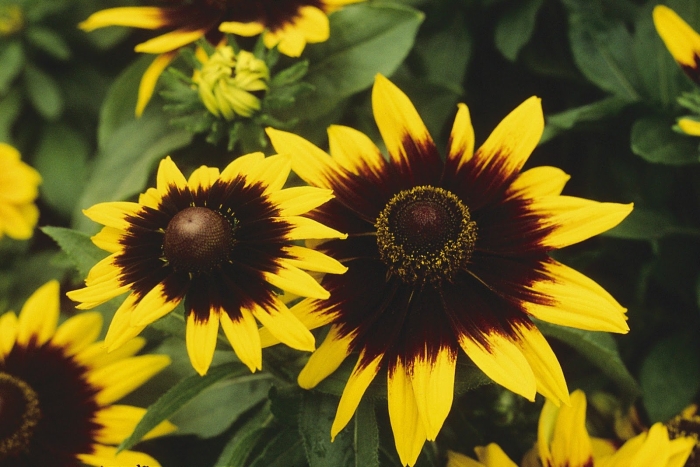 Рудбекия волосистая сонора