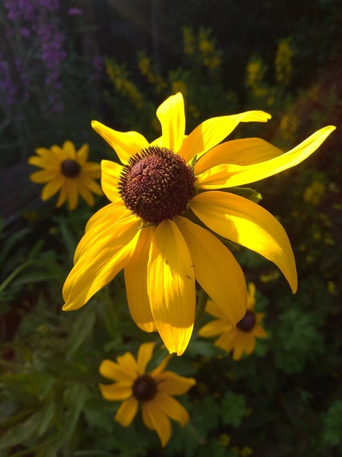 Рудбекия волосистая