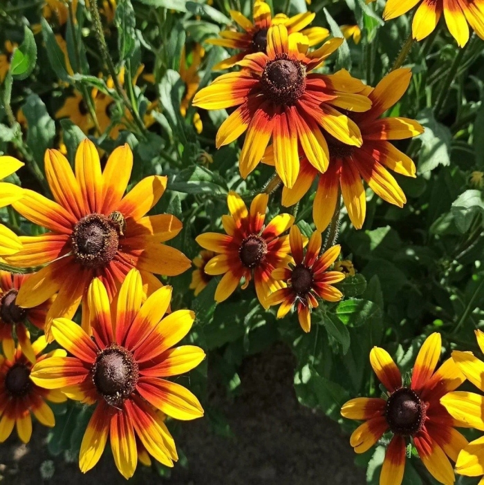 Рудбекия волосистая блэкайдсюзан