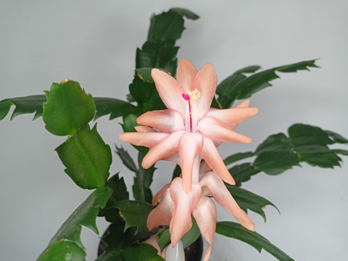 Twilight tangerine шлюмбергера