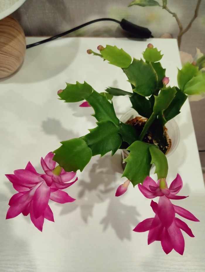 Шлюмбергера эпифиллум зигокактус