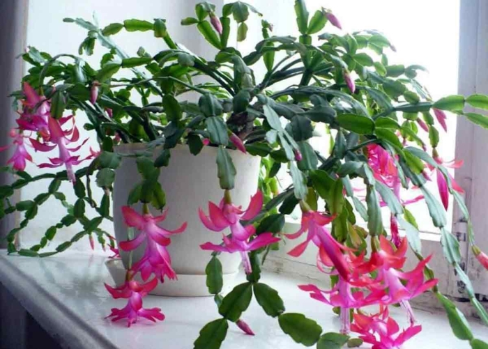 Декабрист комнатное растение