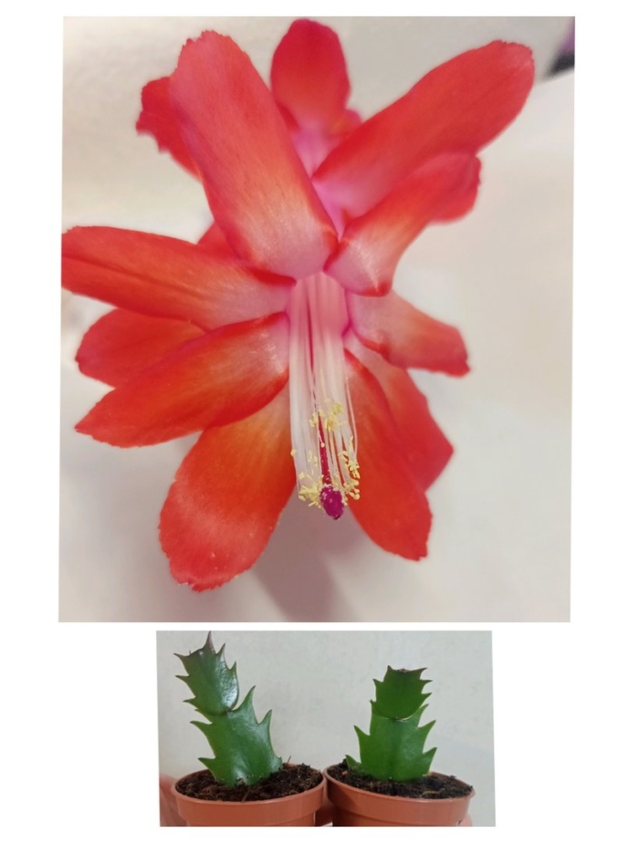 Кактус шлюмбергера