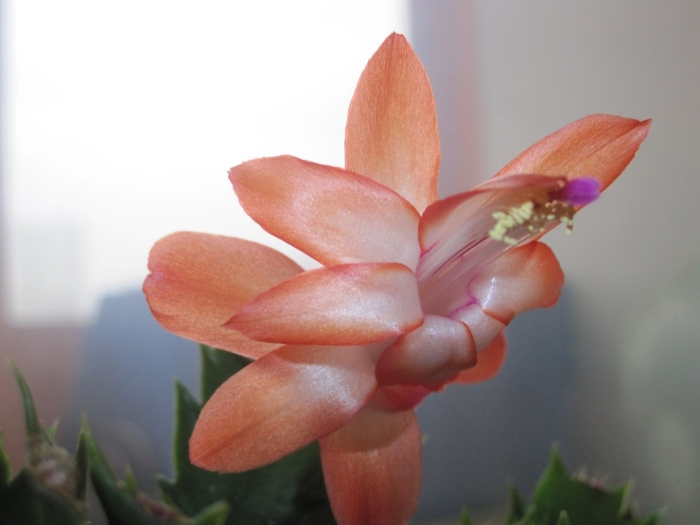 Зигокактус шлюмбергера оранжевый