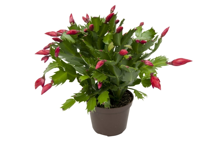 Шлюмбергера микс d9