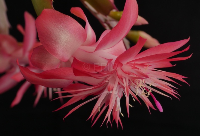 Шлюмбергера laranja dobrada