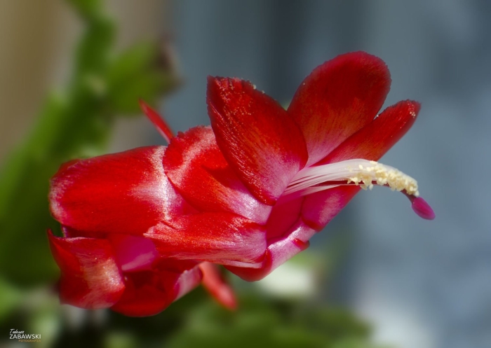 Декабрист шлюмбергера красный