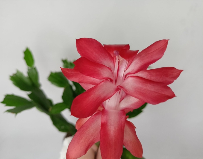 Twilight tangerine шлюмбергера