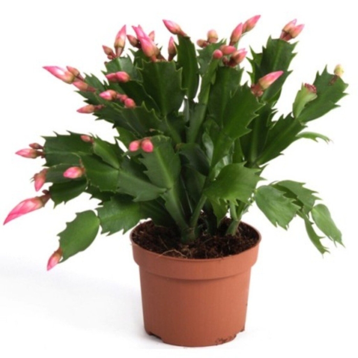 Зигокактус комнатное растение