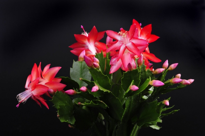 Шлюмбергера бакли рипсалидопсис