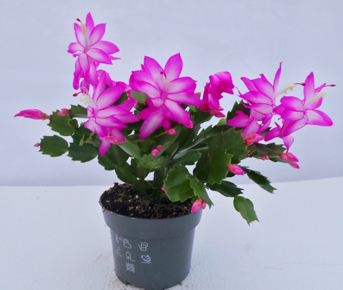 Шлюмбергера кактус