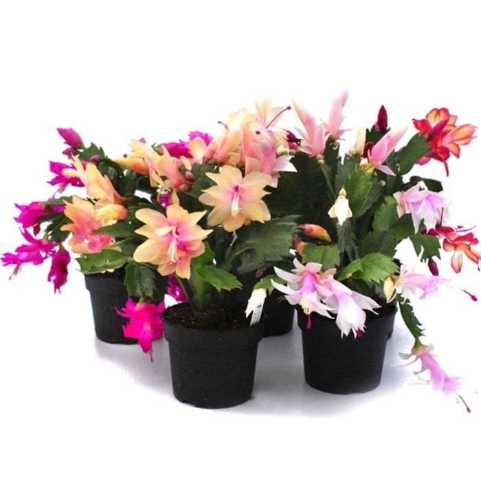 Шлюмбергера микс