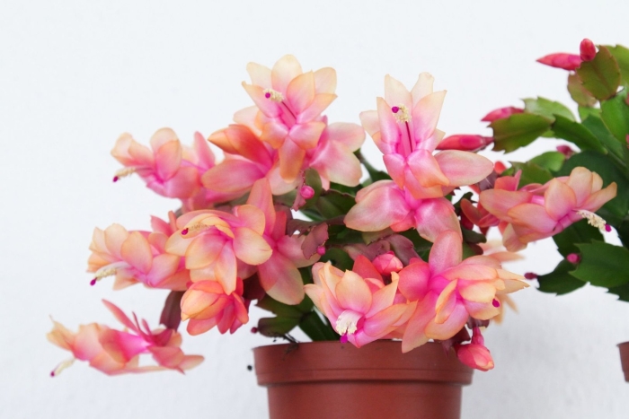 Декабрист шлюмбергера оранжевый