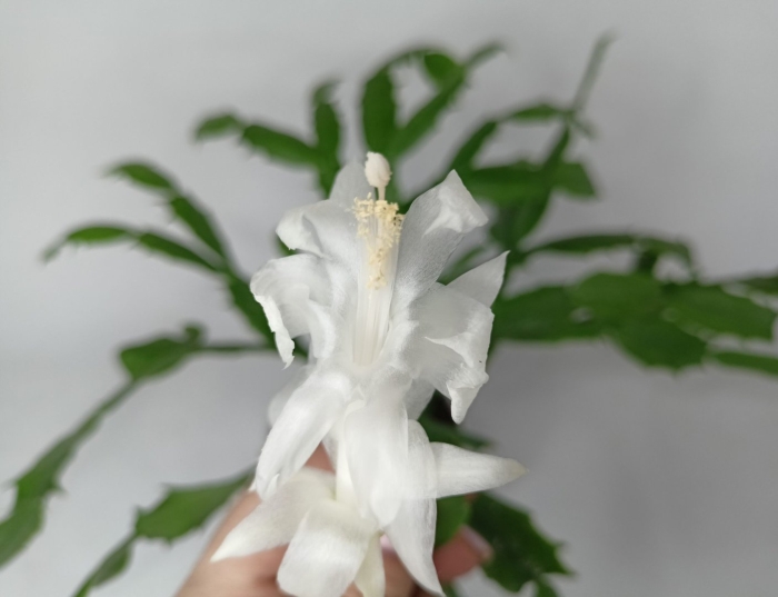 Шлюмбергера ангел данс