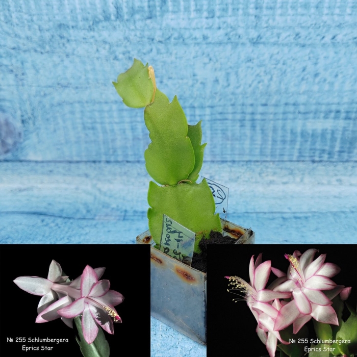 Epicstar шлюмбергера