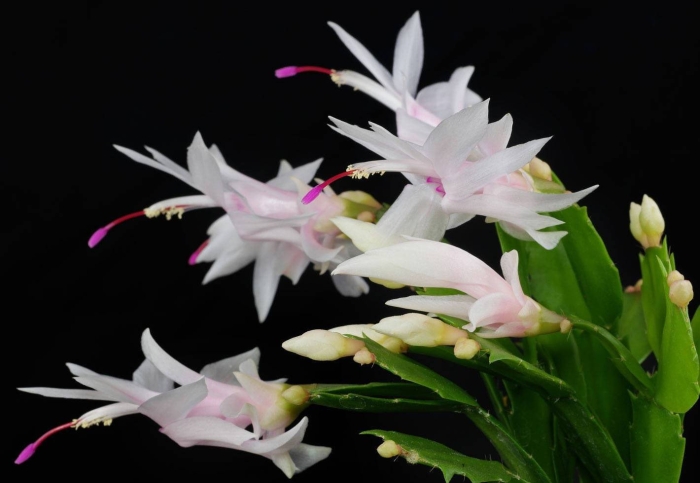 Шлюмбергера цветок