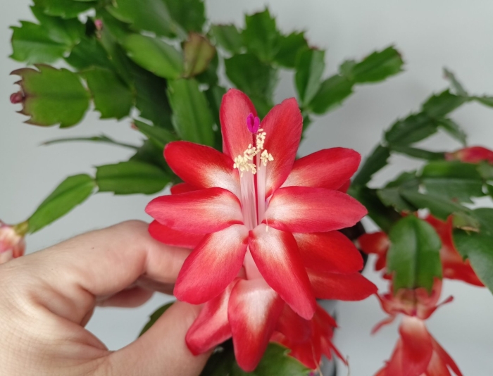 Шлюмбергера ара бразилия