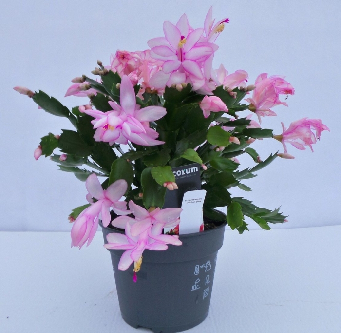 Шлюмбергера декабрист зигокактус