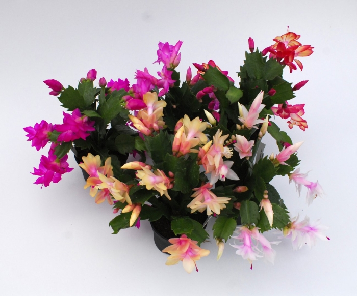 Шлюмбергера микс декабрист