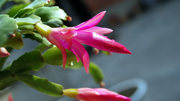 Цветок декабрист шлюмбергера