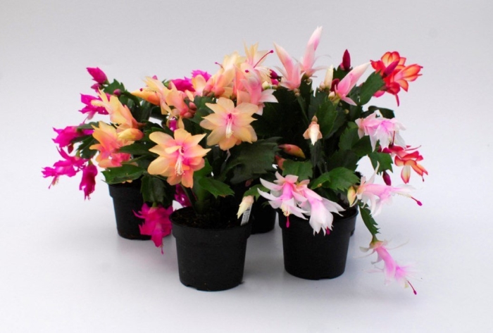 Шлюмбергера декабрист зигокактус