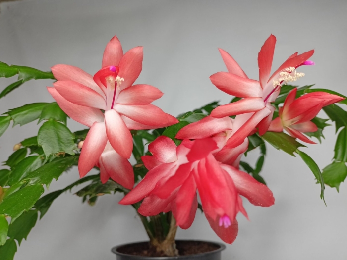 Цветок шлюмбергера