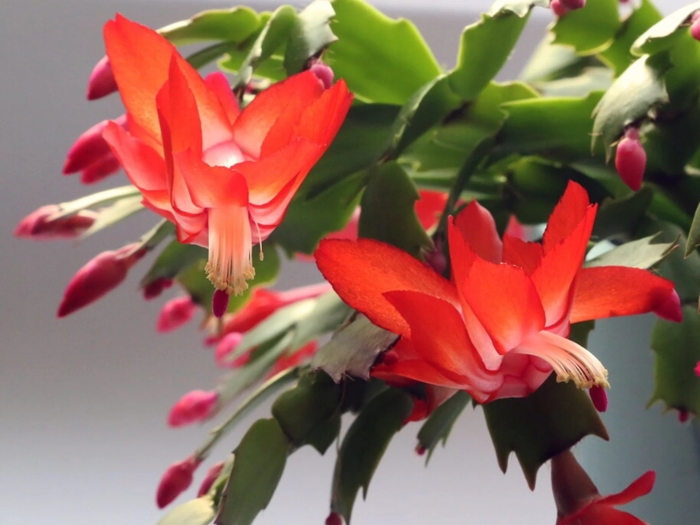 Зигокактус шлюмбергера