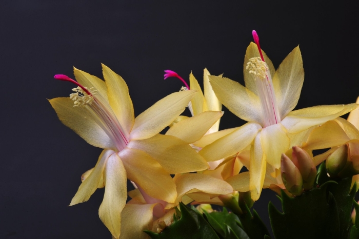 Шлюмбергера желтая