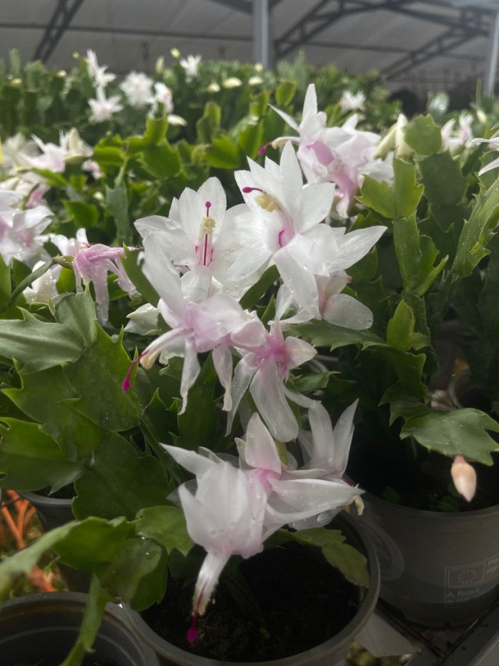 Зигокактус шлюмбергера белый