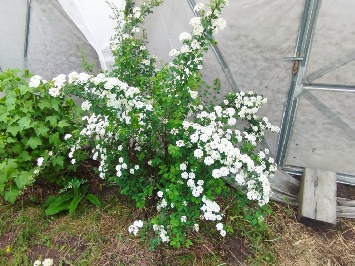 Спирея серая вангутта