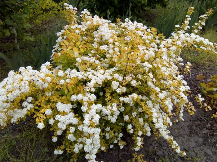 Спирея вангутта голд фонтейн