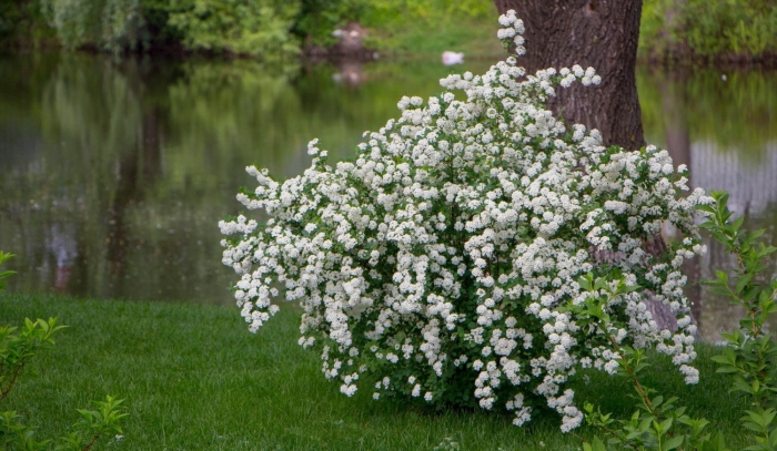 Спирея вангутта пинк айс