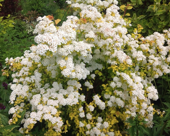 Спирея вангутта голден
