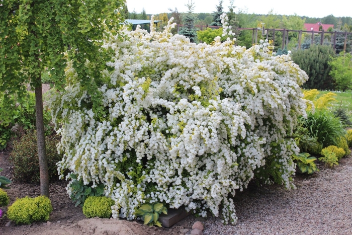 Спирея вангутта голд фонтейн