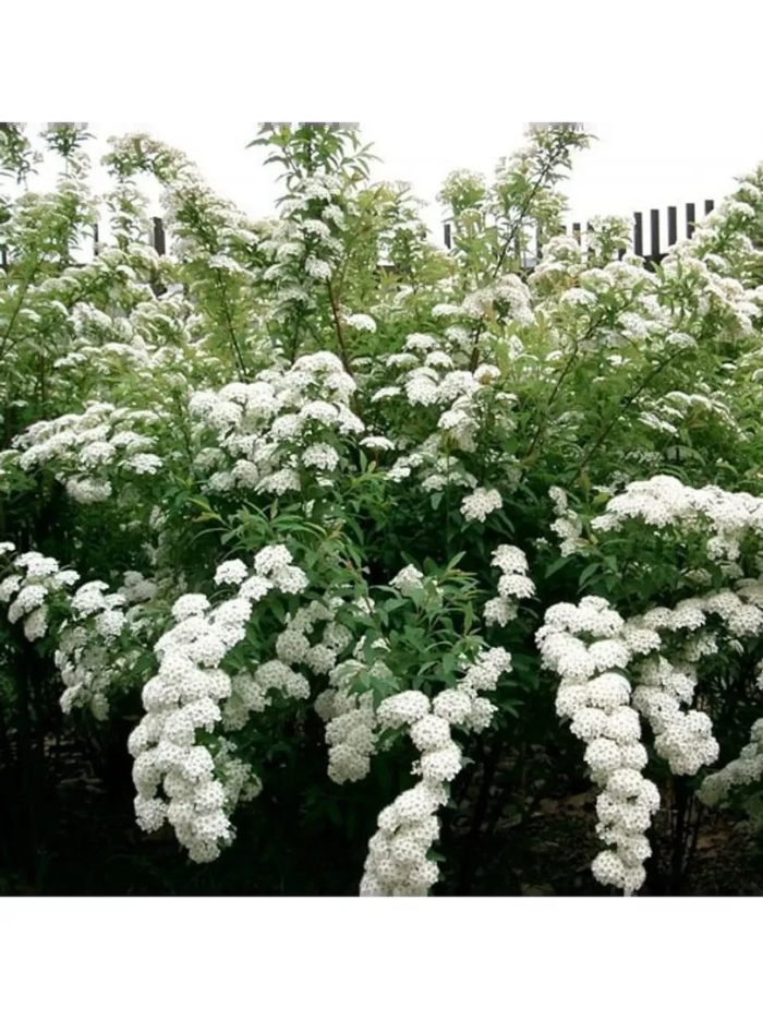 Спирея ниппонская snowmound