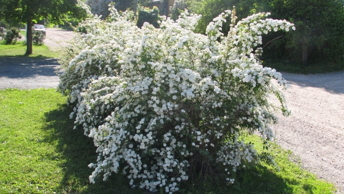 Спирея пинк айс