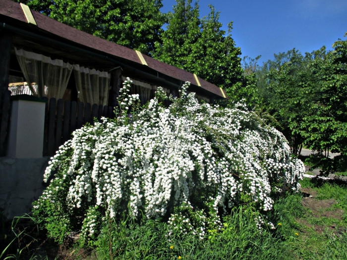 Майский куст спирея