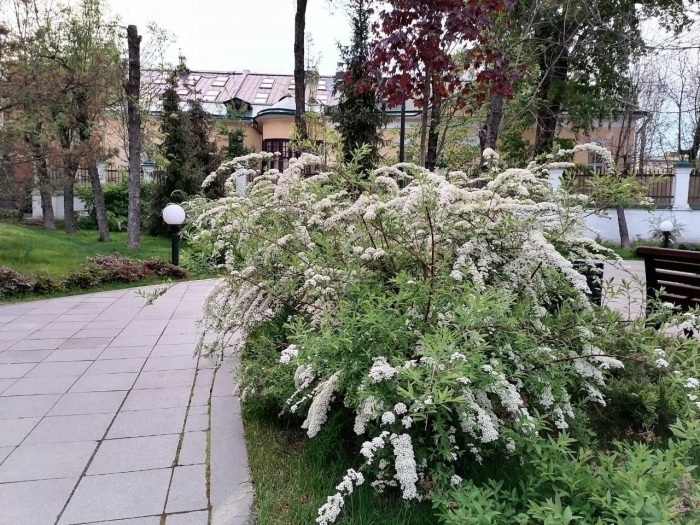 Спирея серая grefsheim