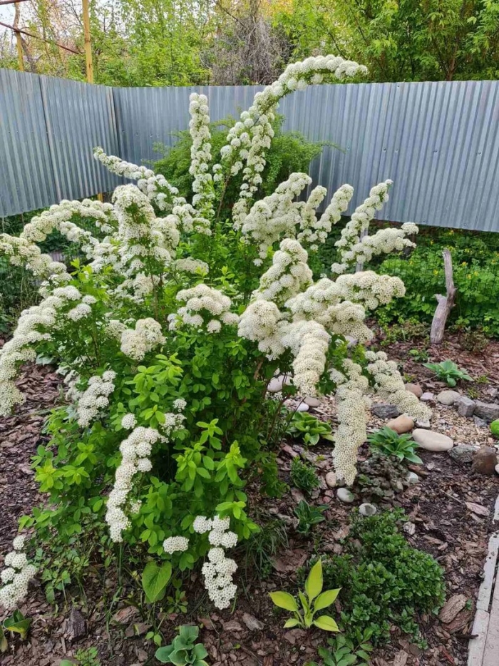 Растение спирея