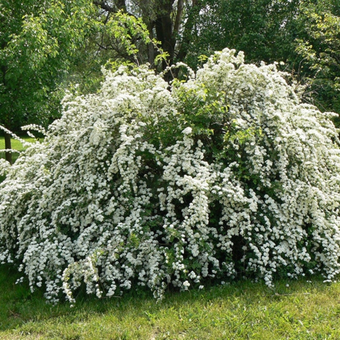 Спирея серая вангутта