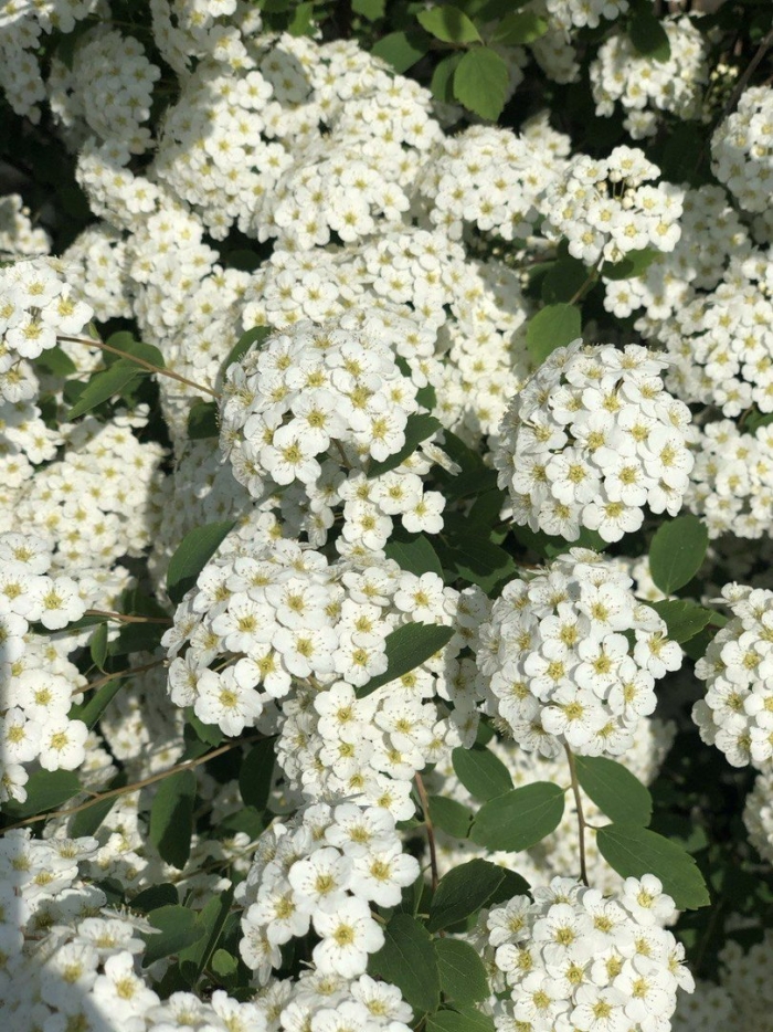 Спирея невеста