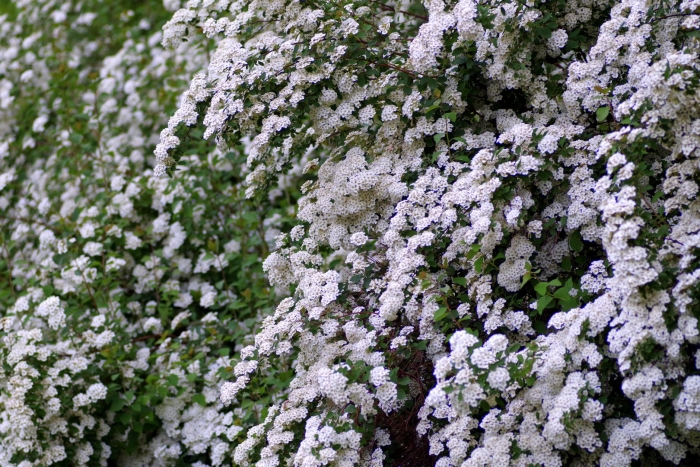 Спирея вангутта (spiraea vanhouttei)