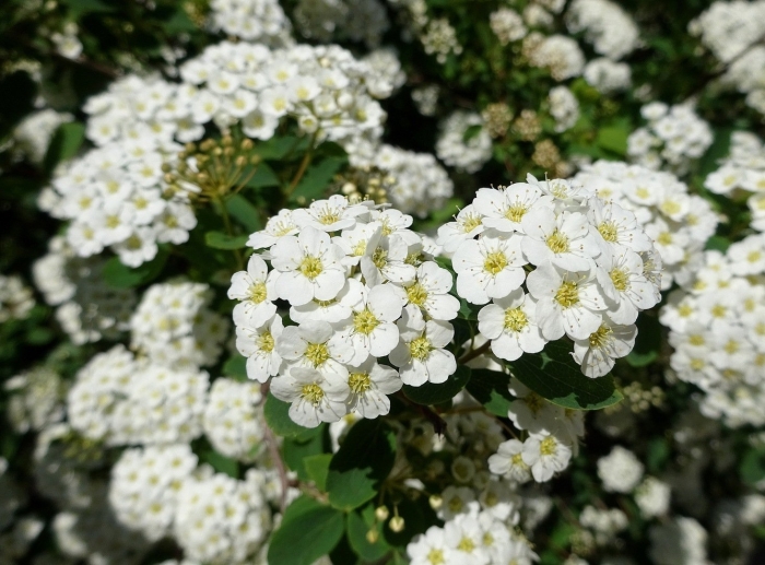 Спирея vanhouttei