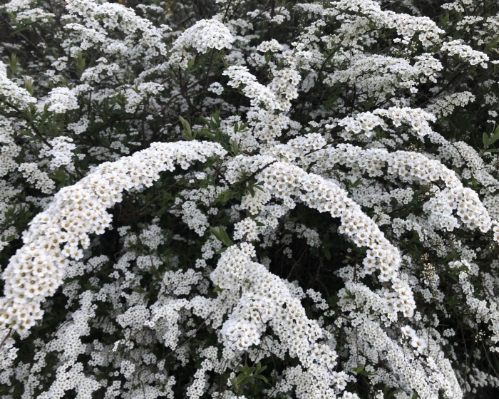 Спирея острозубчатая аргута