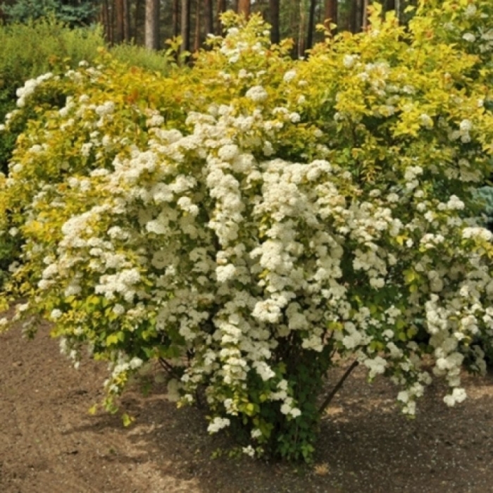 Спирея вангутта голд фонтан